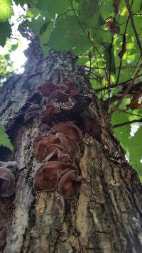 Auricularia auricula-judae image