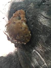 Fomitopsis spraguei image