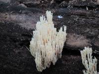 Artomyces pyxidatus image