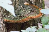 Phellinus robiniae image