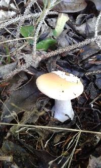 Amanita gemmata image