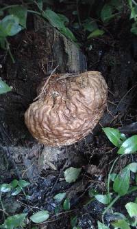 Calvatia craniiformis image