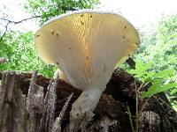 Pleurotus dryinus image