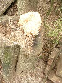 Hericium coralloides image