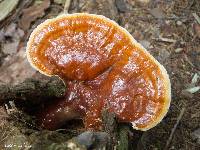 Ganoderma tsugae image