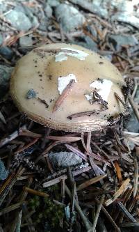 Amanita gemmata image