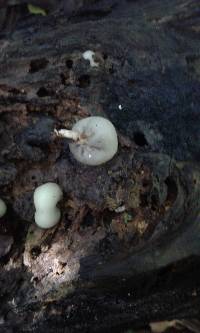 Psilocybe weraroa image