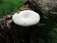 Pleurotus dryinus image