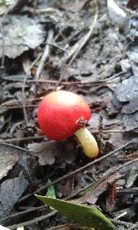 Leratiomyces erythrocephalus image