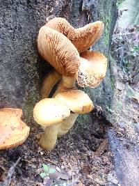 Gymnopilus junonius image