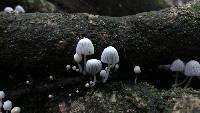 Coprinellus disseminatus image