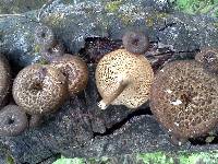 Polyporus arcularius image