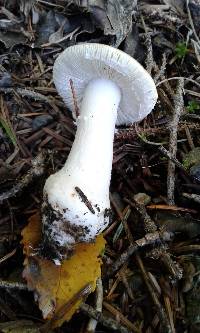 Amanita gemmata image