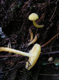 Hygrophorus salmonipes image