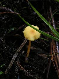 Hygrophorus salmonipes image