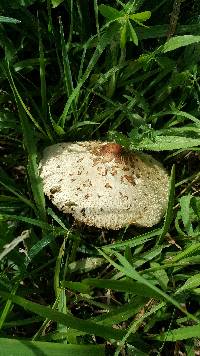 Chlorophyllum molybdites image