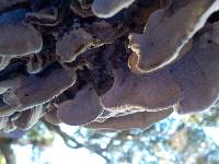 Trametes versicolor image