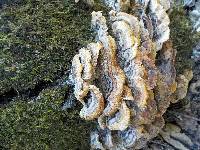 Trametes versicolor image