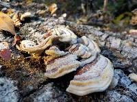 Trametes versicolor image