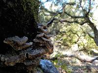 Trametes versicolor image