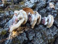 Trametes versicolor image