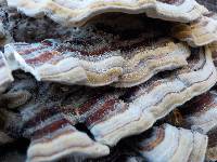 Trametes versicolor image