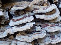 Trametes versicolor image