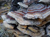 Trametes versicolor image