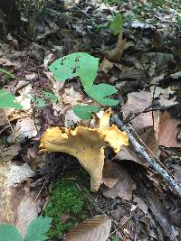 Cantharellus lateritius image