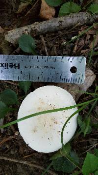 Lactarius piperatus image