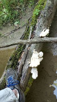 Pleurotus ostreatus image