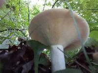 Lactarius piperatus image