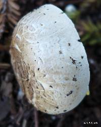 Agaricus xanthodermus image