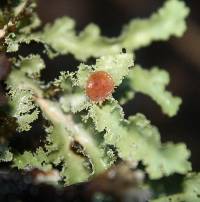 Pseudocyphellaria glabra image