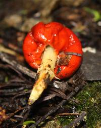 Leratiomyces erythrocephalus image