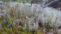 Cladonia maxima image