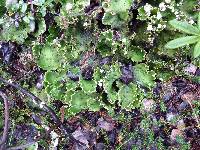 Peltigera leucophlebia image