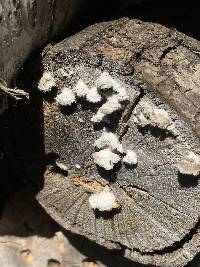 Schizophyllum commune image