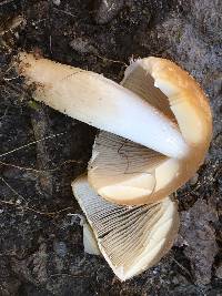 Psathyrella candolleana image