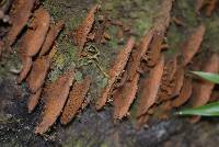 Phellinus gilvus image