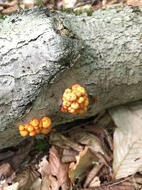 Mycena leaiana image