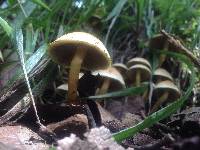 Hypholoma fasciculare image