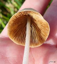 Conocybe apala image