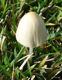 Conocybe apala image