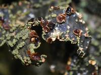 Pseudocyphellaria crocata image