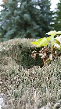 Cladonia rei image