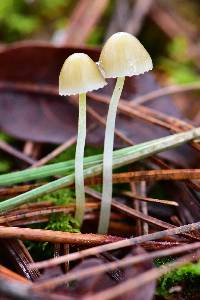 Mycena epipterygia image