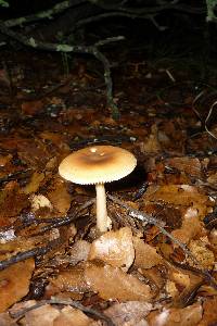 Amanita crocea image