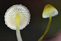 Mycena epipterygia image