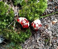 Hydnellum peckii image